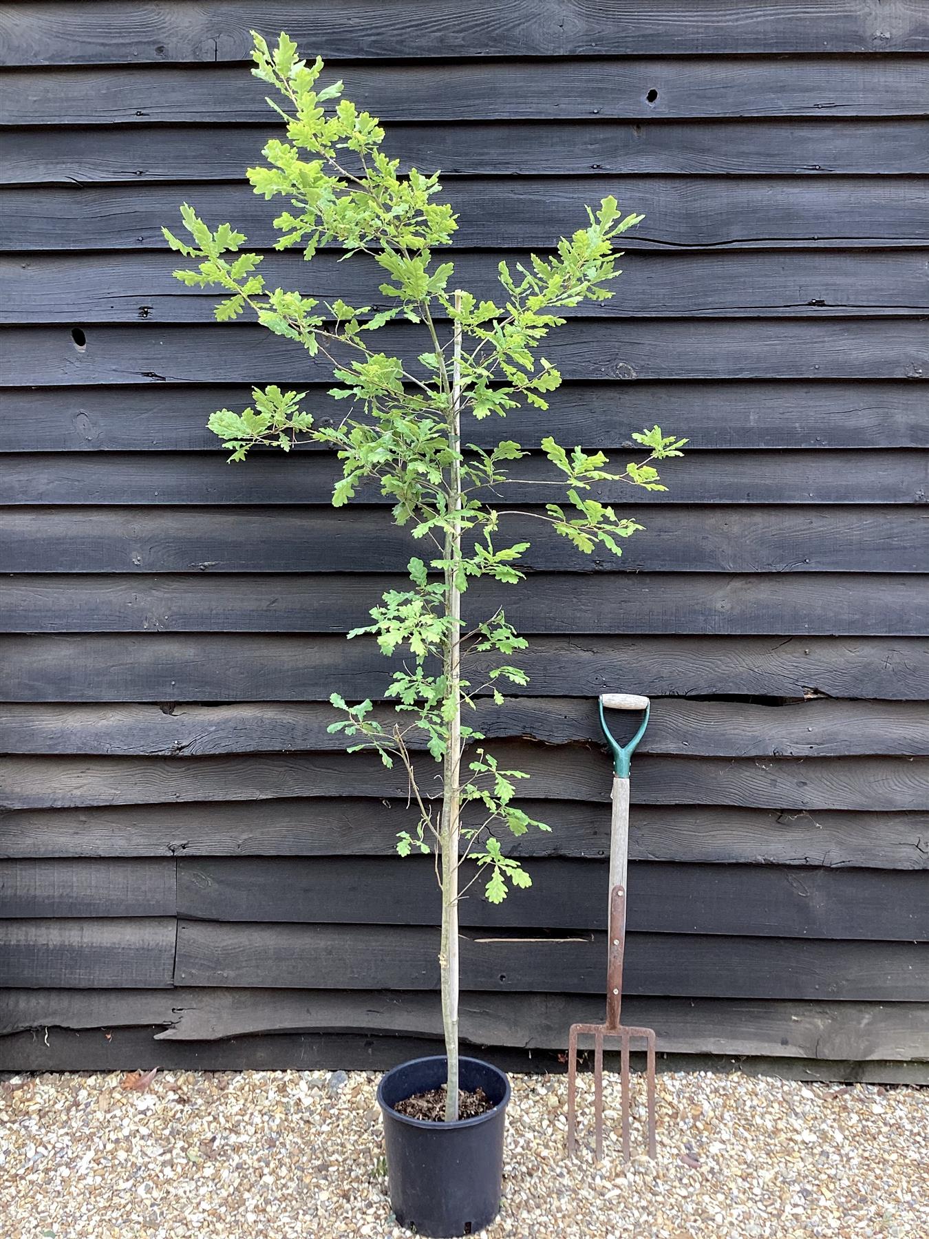 Quercus robur | English Oak - Height 150-200cm  10-12lt