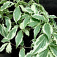 Cornus Samaritan Kousa - 90-110cm, 30lt