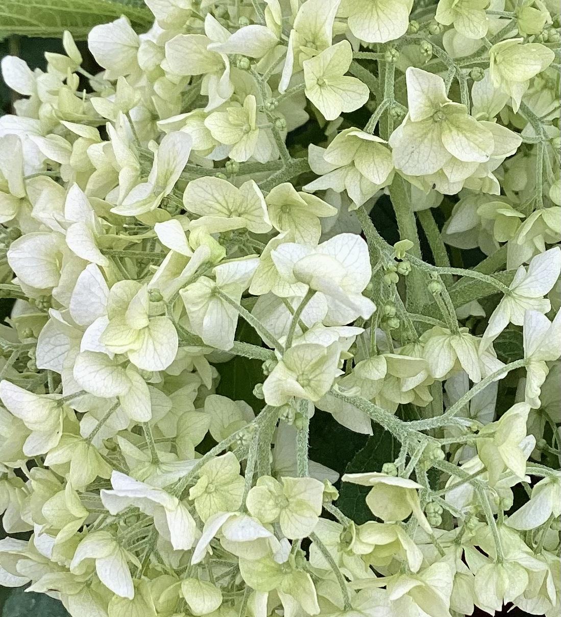 Hydrangea arborescens 'Annabelle' - 40-50cm, 5lt