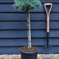 Pinus strobus 'Squiggles' - 60cm Clear Stem - Height 90cm - 15lt