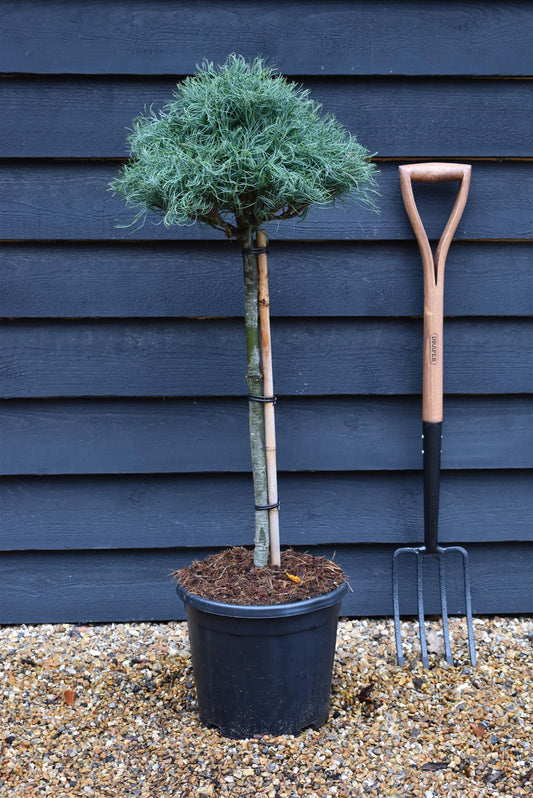 Pinus strobus 'Squiggles' - 60cm Clear Stem - Height 90cm - 15lt