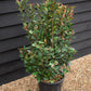 Photinia Red Robin | Christmas berry 'Red Robin' - Compacta - Height 140-160cm - 18lt