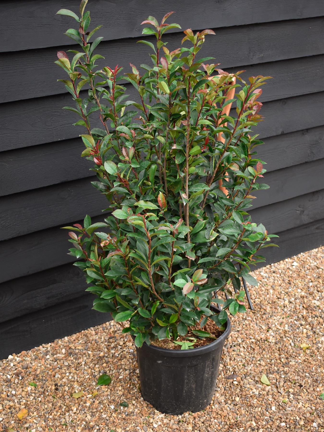 Photinia Red Robin | Christmas berry 'Red Robin' - Compacta - Height 140-160cm - 18lt