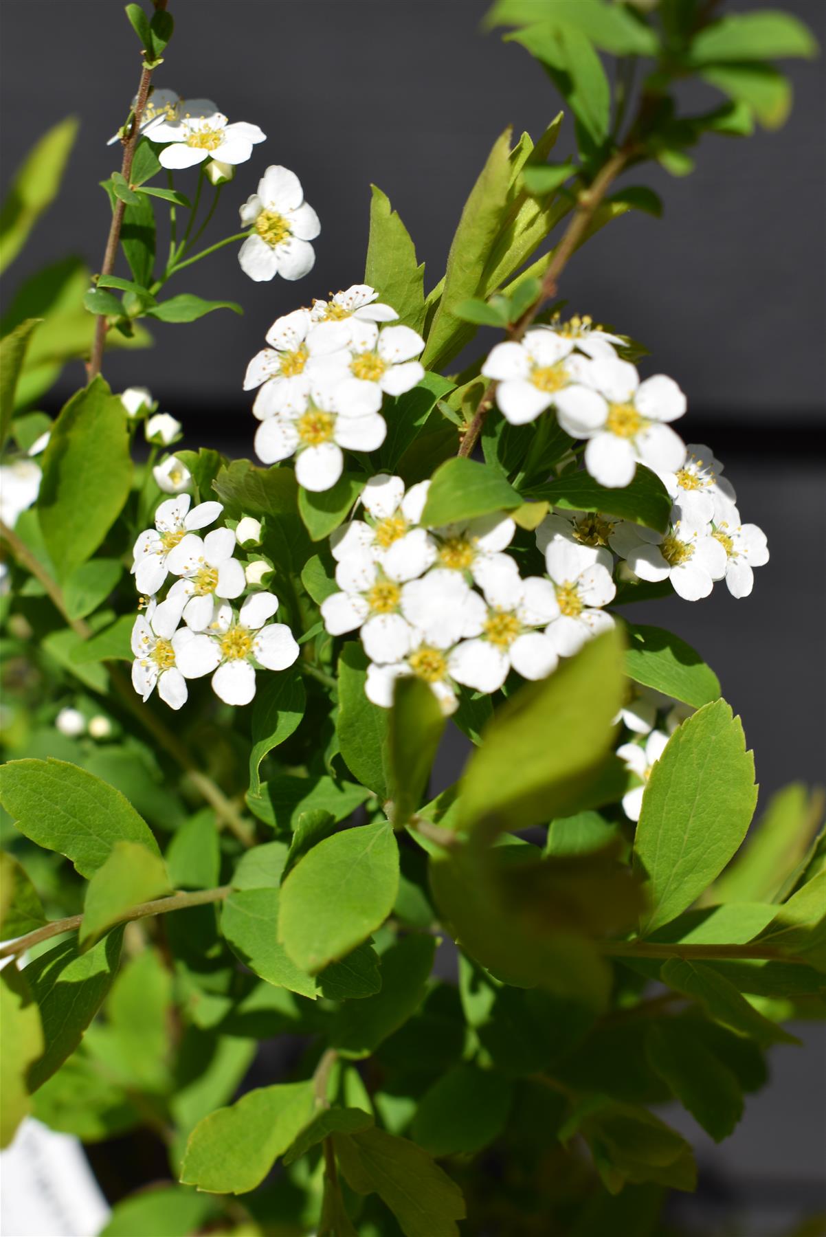 Spiraea 'Arguta' | Meadowsweets - 55-65cm, 12lt