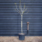 Fig - Ficus carica 'Brogiotto Nero' - Half Standard - Height 180-200cm - 35lt