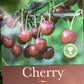 Cherry 'Stella' on Gisela | Prunus avium - Dwarfing - 140-150cm - 12lt