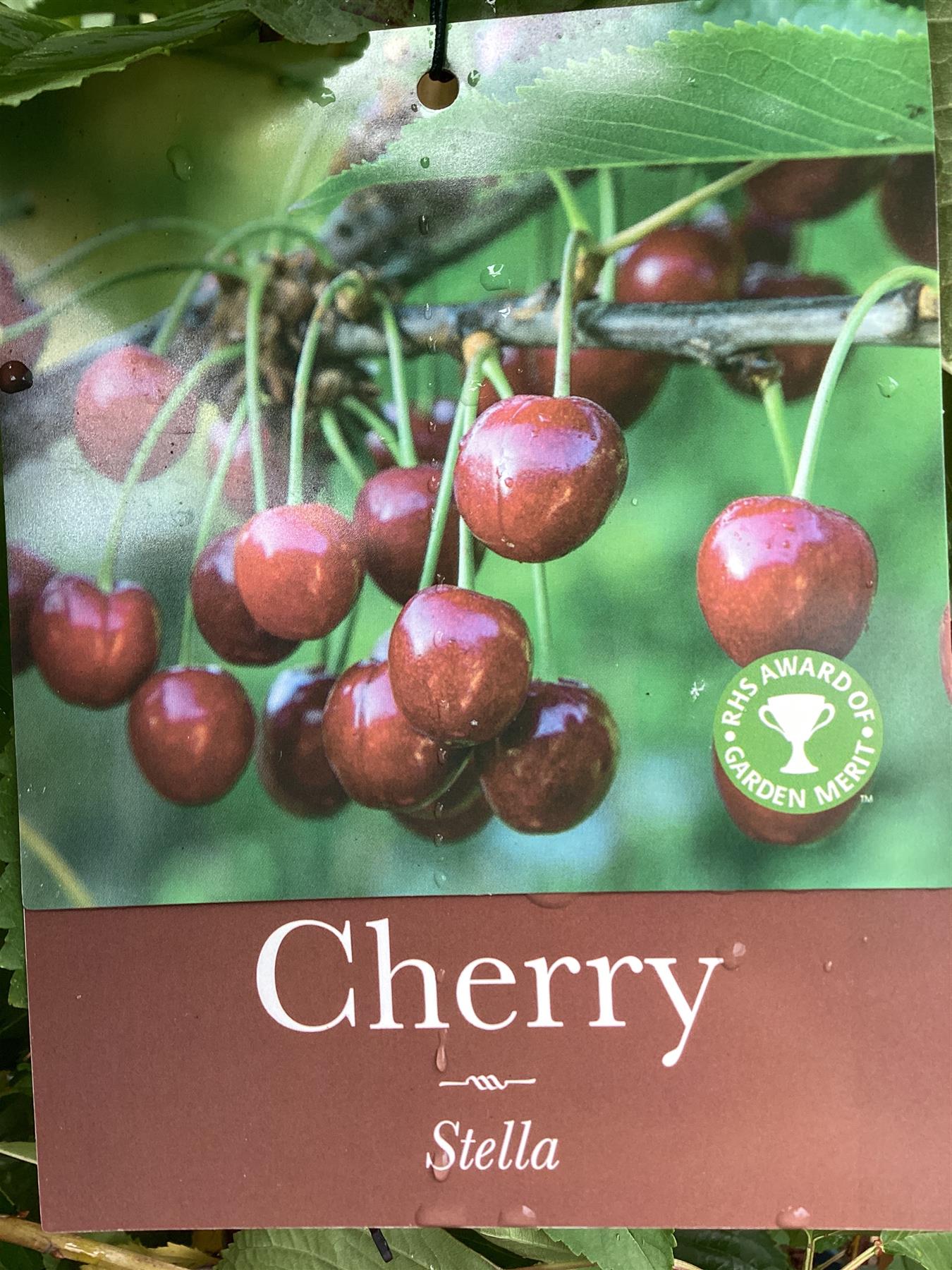 Cherry 'Stella' on Gisela | Prunus avium - Dwarfing - 140-150cm - 12lt