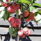 Malus Neville Copeman | Purple Crab Apple Tree, Clear Stem - Standard -  Girth 10-12cm - Height 360-380cm - 70lt