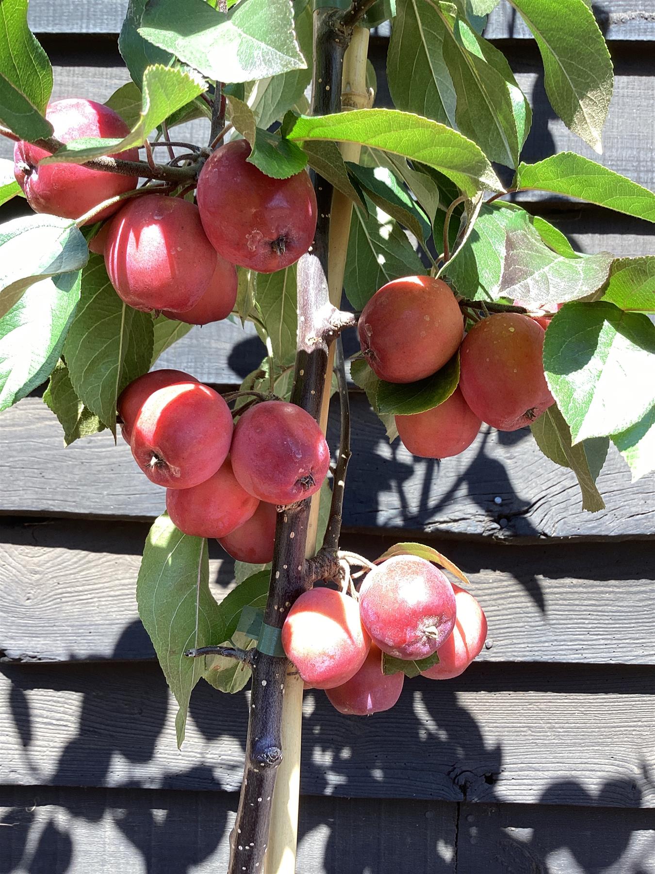 Malus Neville Copeman | Purple Crab Apple Tree, Clear Stem - Standard -  Girth 10-12cm - Height 360-380cm - 70lt