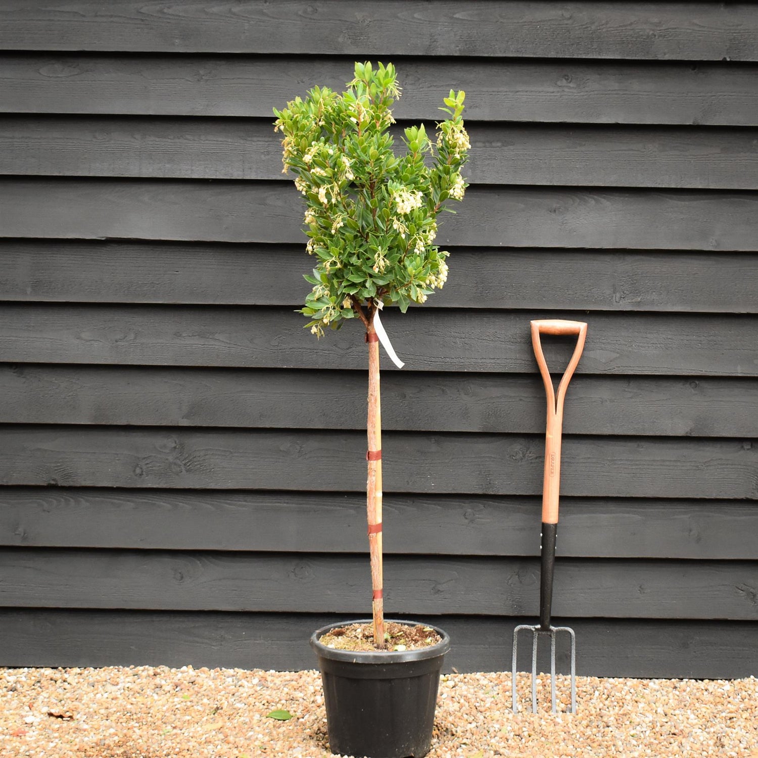 Arbutus unedo Tree | Strawberry Tree - Half Standard - Clear Stem - Height 160-180cm - 18lt