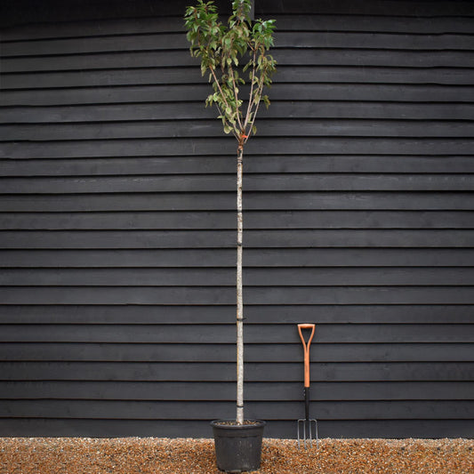 Prunus 'Kanzan' Standard | Cherry ‘Kanzan’ - Standard - Girth 8-10cm - Height 310-330cm - 30lt