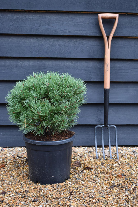 Pinus sylvestris 'Sandringham' | Sandringham Scots Pine - Height 30-40cm - 15lt