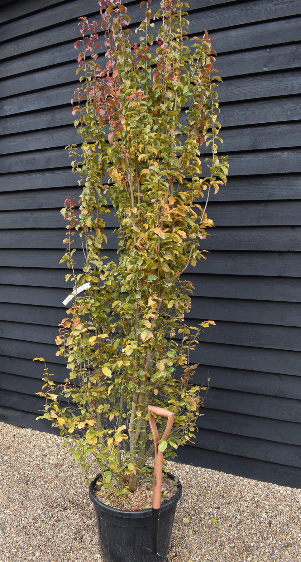 Persian Ironwood 'Persian Spire' | Parrotia persica 'Persian Spire' - Height 260-300cm - 55lt