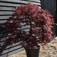 Acer palmatum 'Crimson Queen' | Weeping Japanese Maple - 70lt