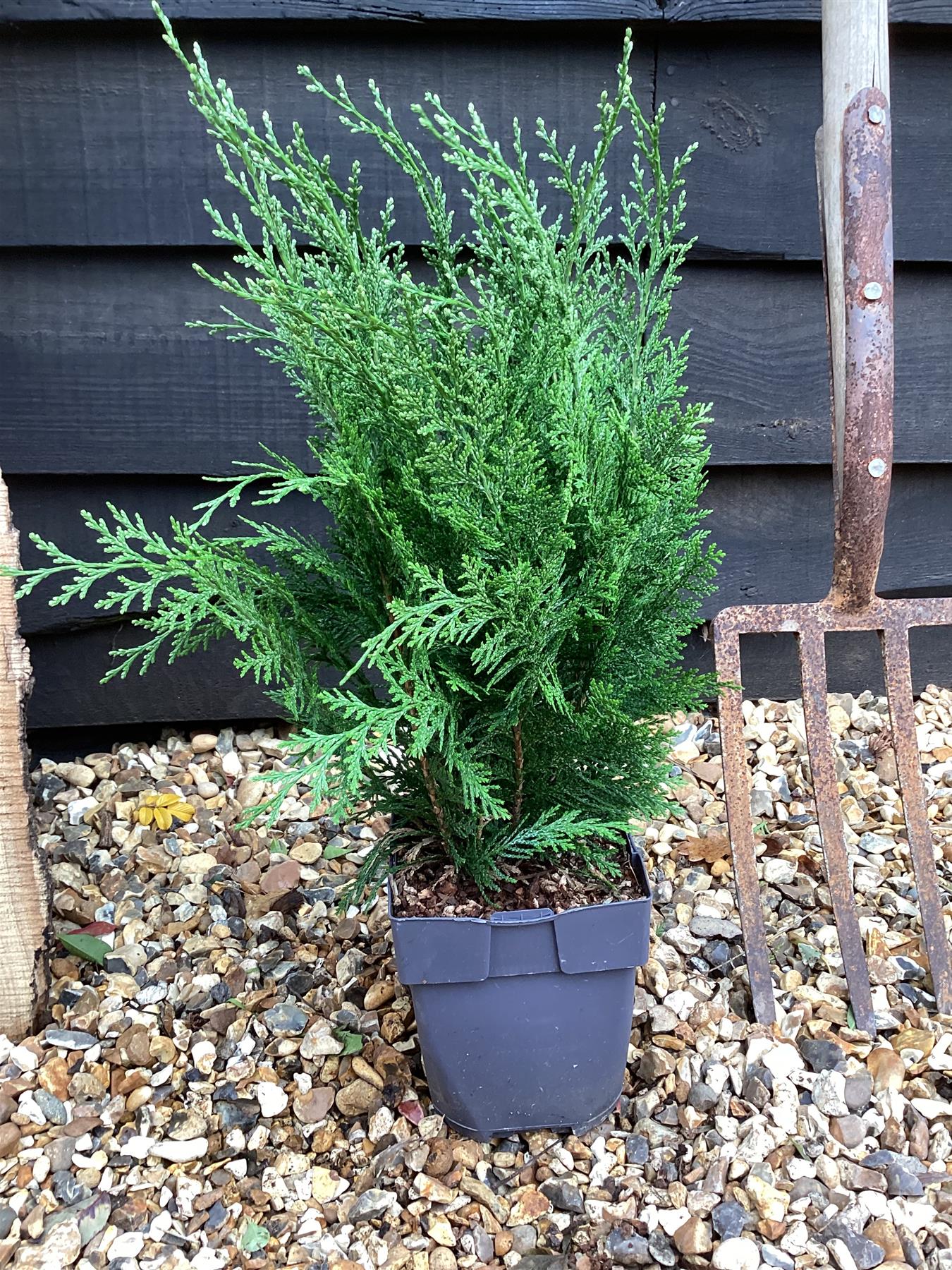 Chamaecyparis lawsoniana 'White Spot' | Lawson's cypress 'White Spot' - 2lt