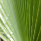 Washingtonia robusta | Mexican fan palm - Stem 20-30cm - Girth 26-32cm - Height 120-130cm - 30lt