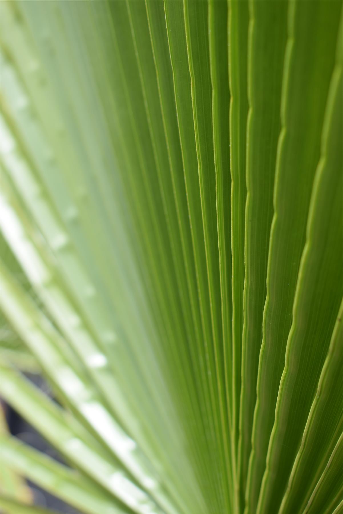 Washingtonia robusta | Mexican fan palm - Stem 20-30cm - Girth 26-32cm - Height 120-130cm - 30lt