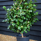 Camellia Dr King - 80-100cm - 25lt