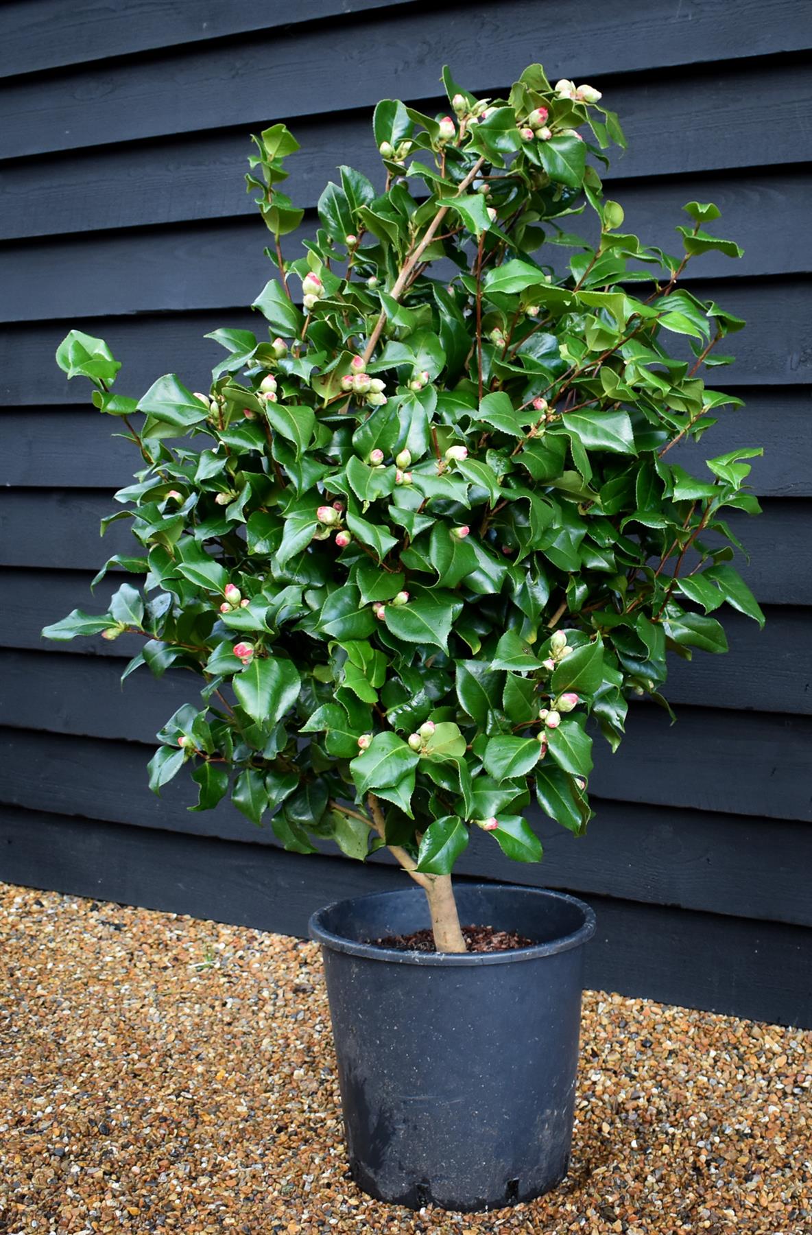 Camellia Dr King - 80-100cm - 25lt