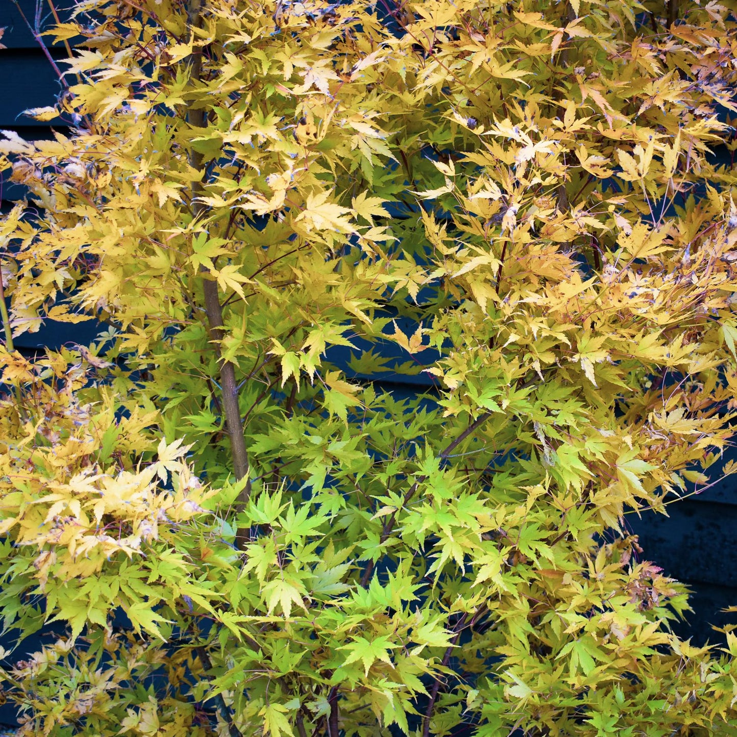 Red Bark Japanese Maple | Acer palmatum 'Sango-kaku' | Red Bark Maple - Bushy - Height 200-250cm - 55lt