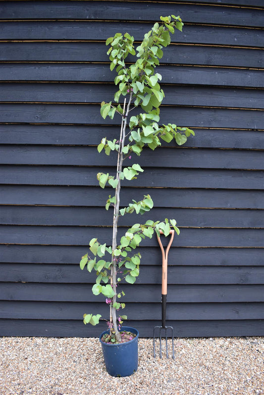 Cercis chinensis Shirobana- 200-220cm - Bushy - 10lt