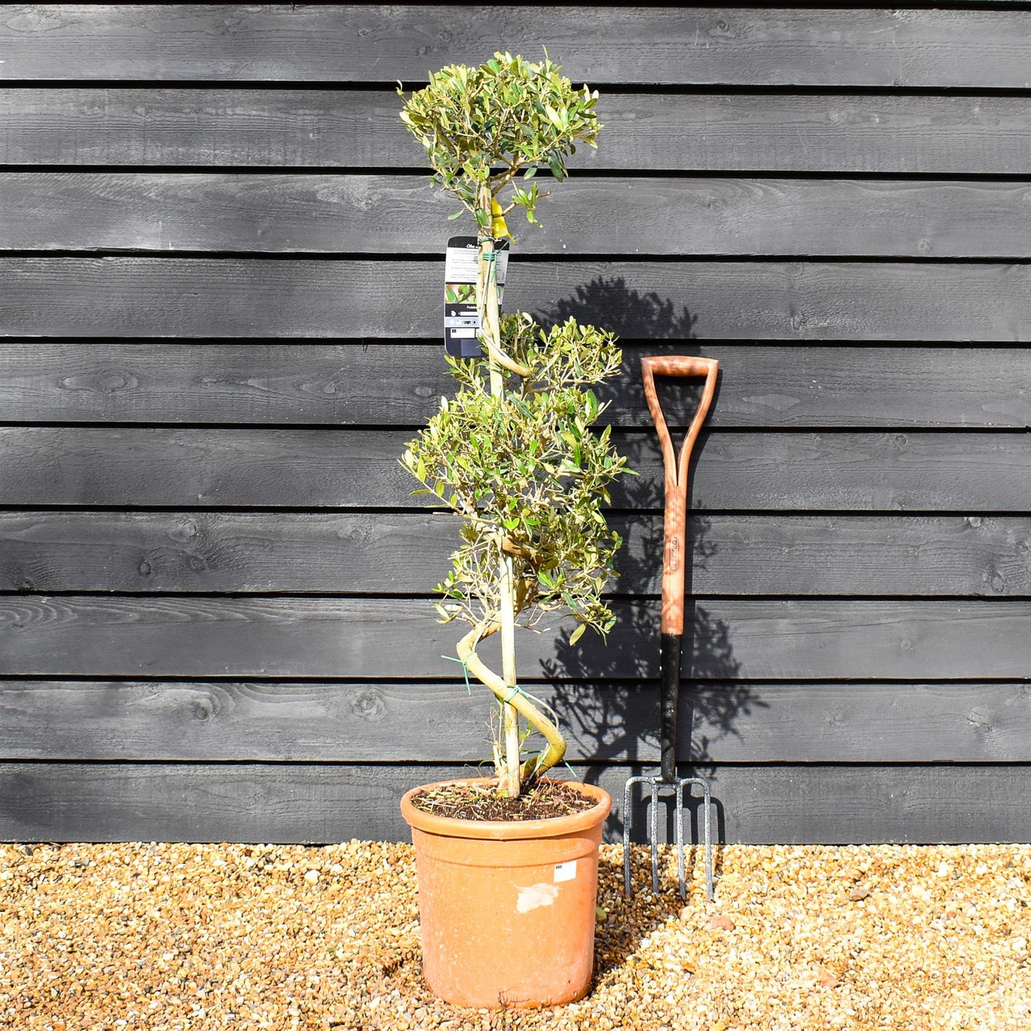 Olive Tree | Olea Europea - Spiral Cloud - Height 120-130cm - 18lt