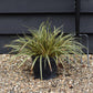 Japanese sedge | Carex Morrowii 'Evergold' - Height 30-40cm Width 30-40cm - 5lt