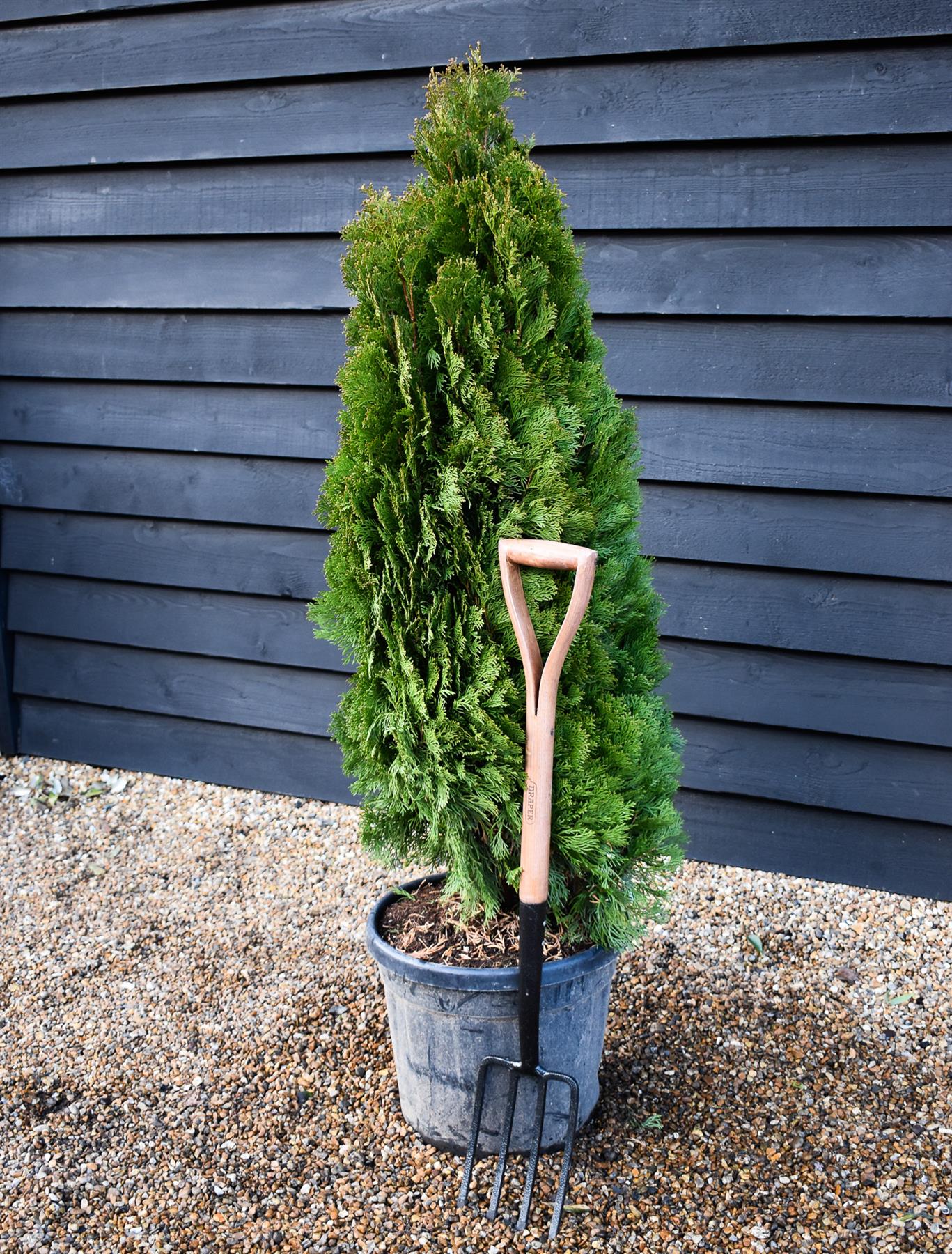 Thuja occidentalis 'Smaragd' - Bushy - Height 140-150cm - 20-30lt