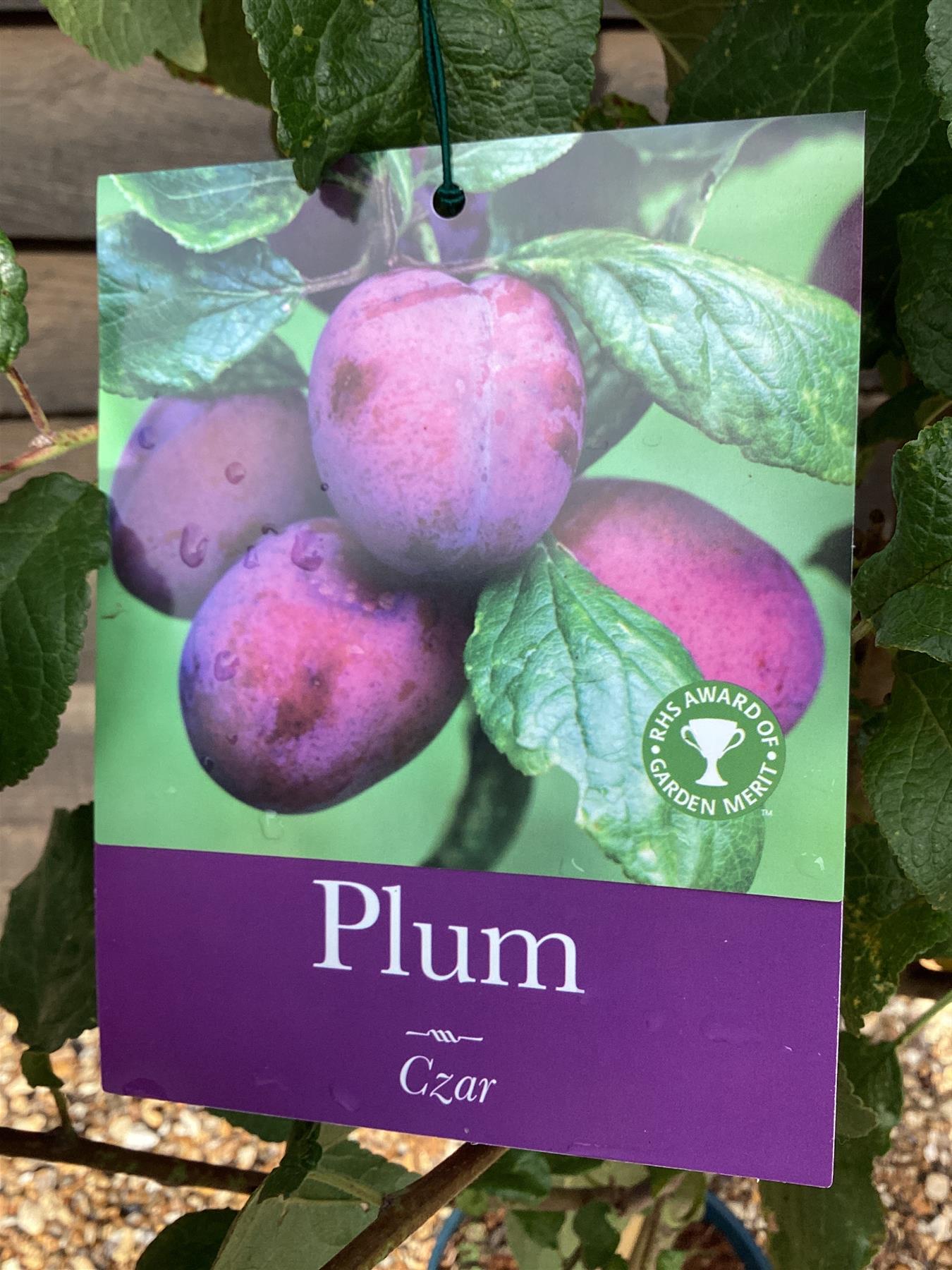 Plum 'Czar' on St. Julian - Moderately vigorous | Prunus domestica - 150-160cm - 12lt