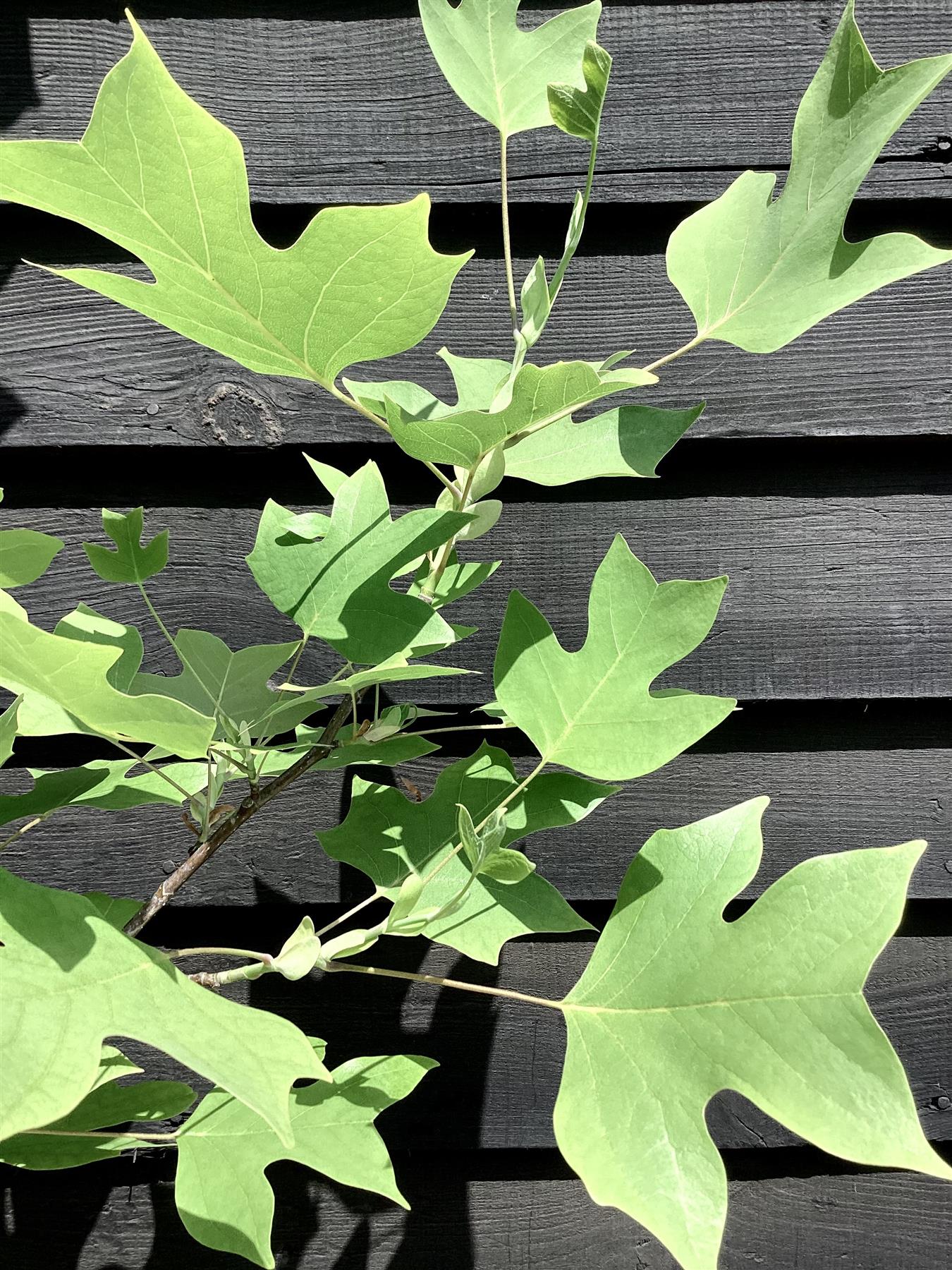 Liriodendron tulipifera | Tulip Tree - 140-180cm, 10lt