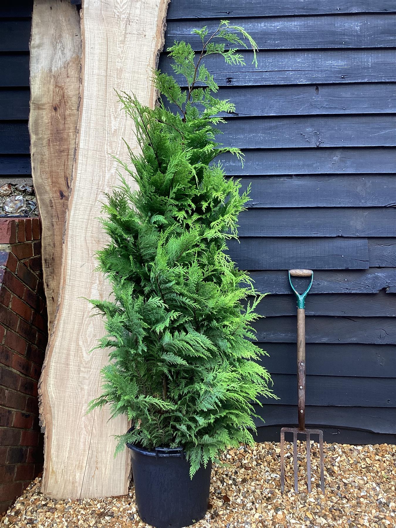 Chamaecyparis lawsoniana 'Stardust' | Lawson's cypress 'Stardust' - 170-180cm - 20lt