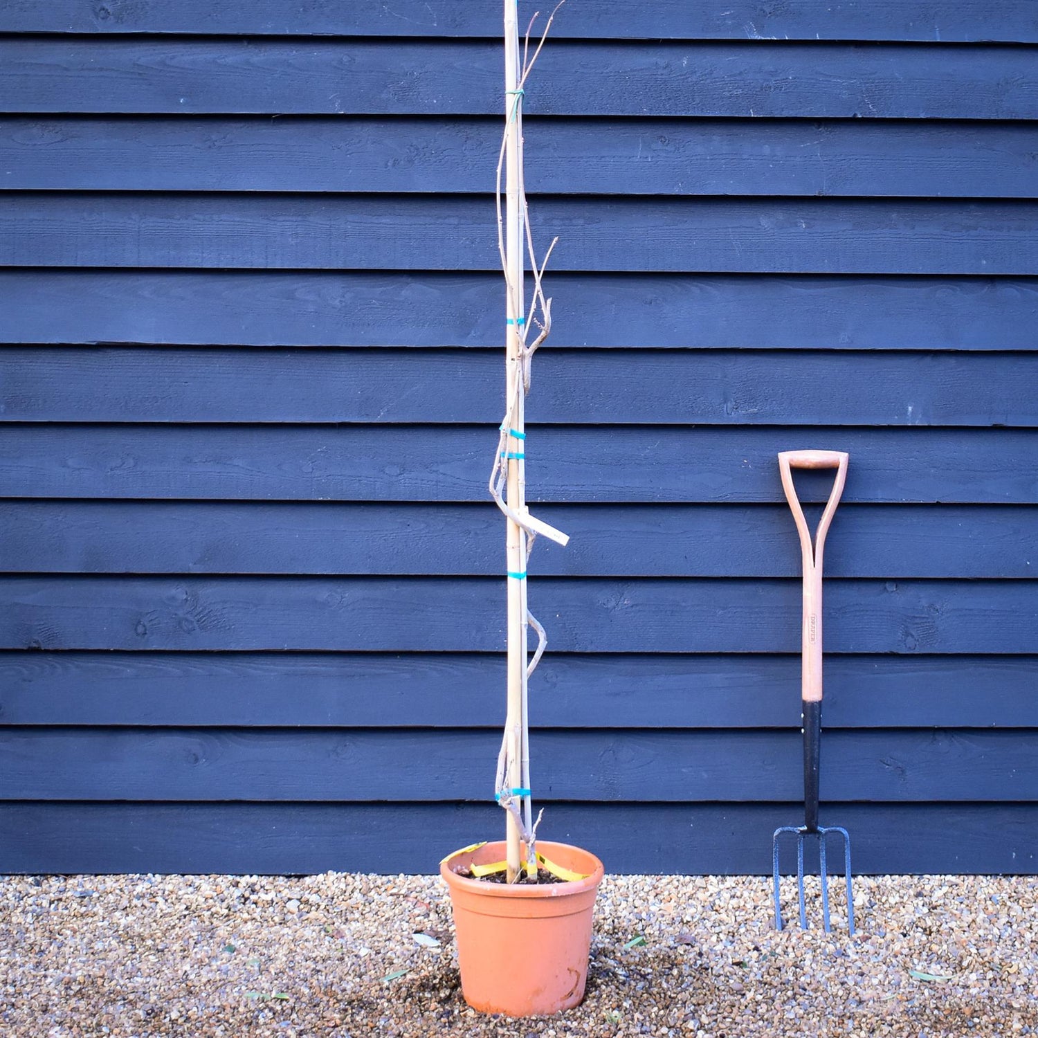 Wisteria Violacea Plena - Cane - Height 160-170cm - 12lt