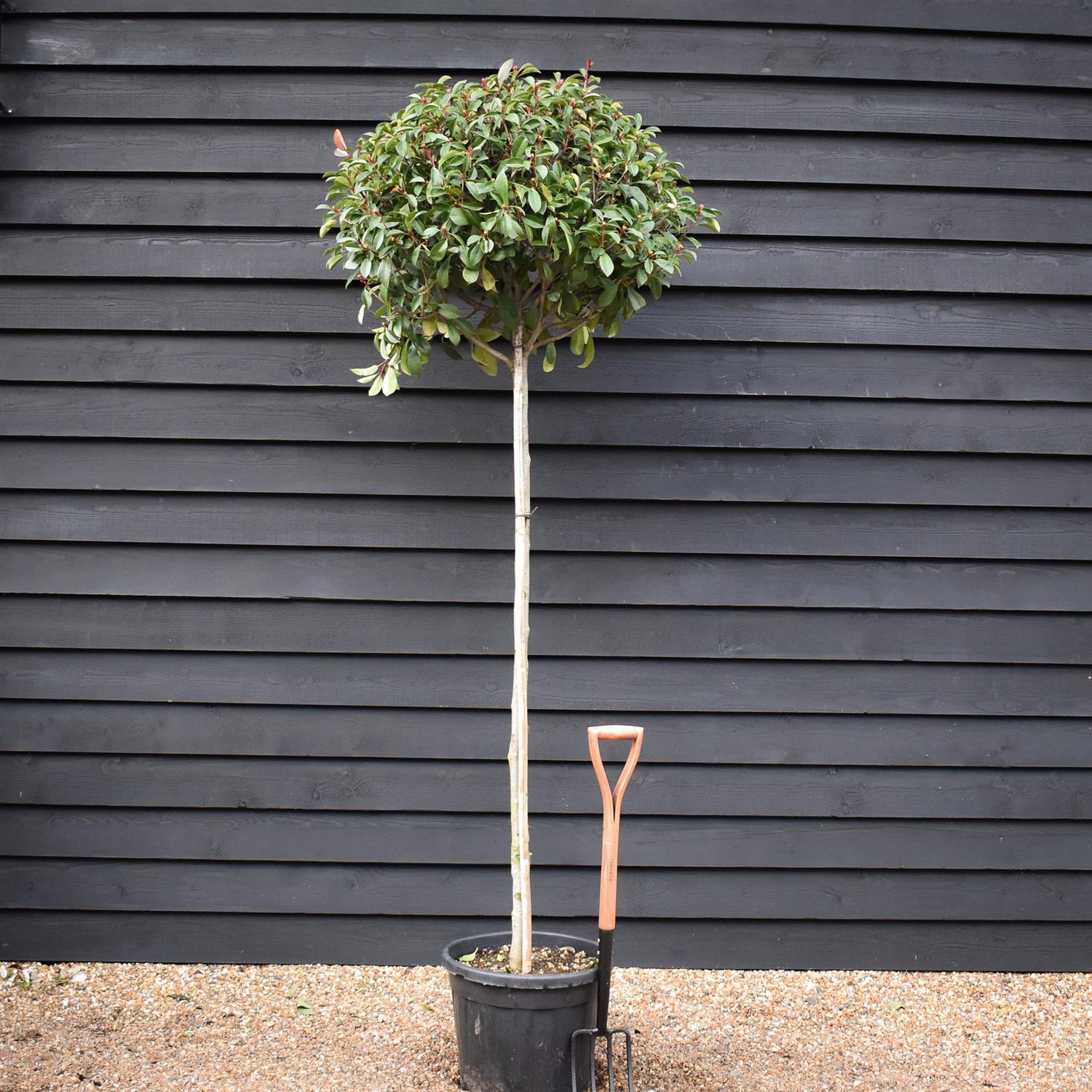 Photinia Red Robin | Christmas berry 'Red Robin' - Clear Stem 170cm - Height 200-250cm - 45lt