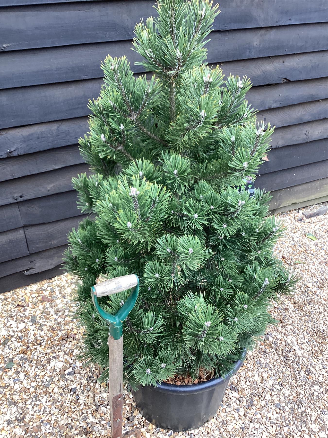 Pinus mugo 'Gnom' - Height 100cm - Width 90-100cm - 65lt