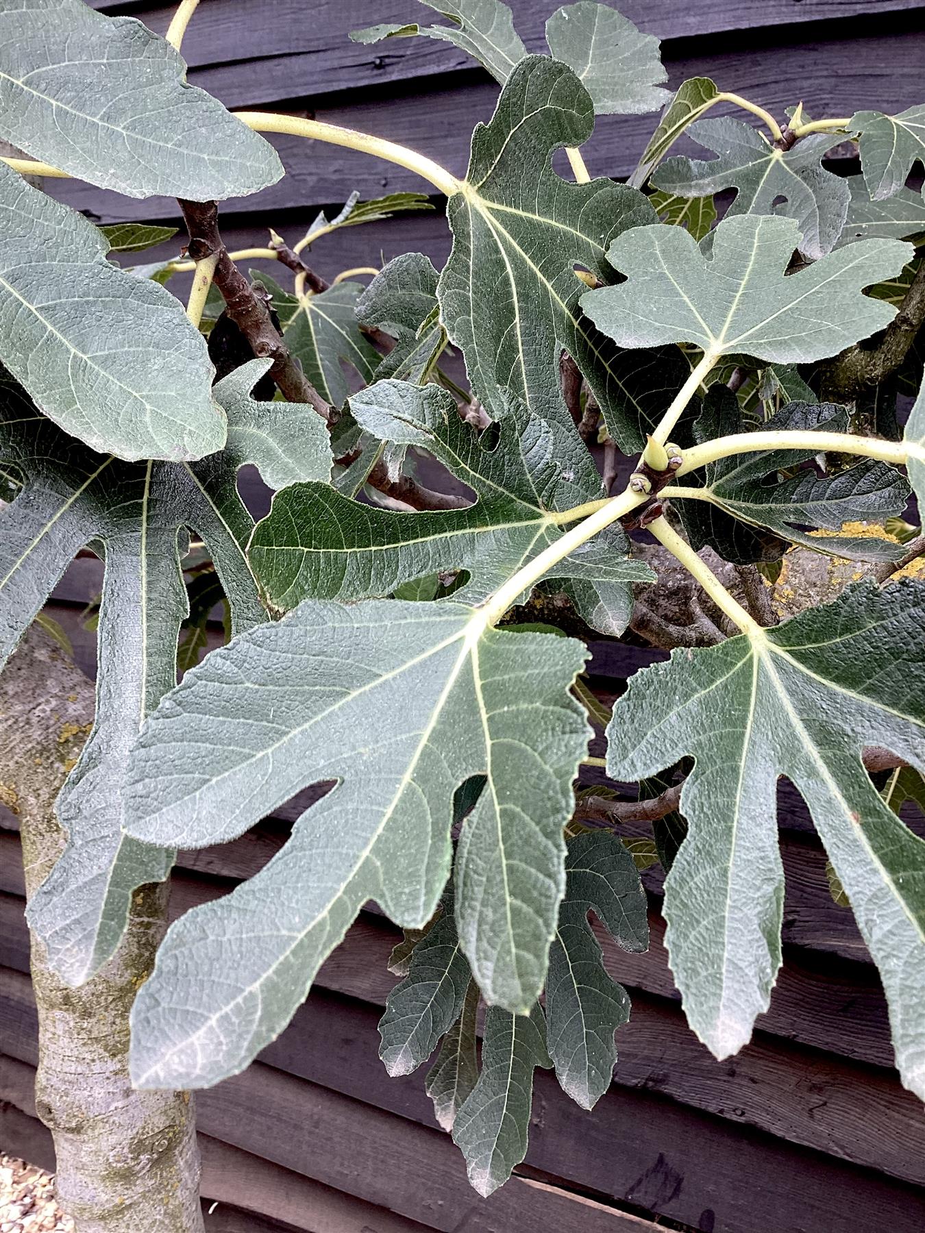 Fig - Ficus carica 'Brogiotto Bianco' - Large - Trained - Espalier - 230cm - 230lt