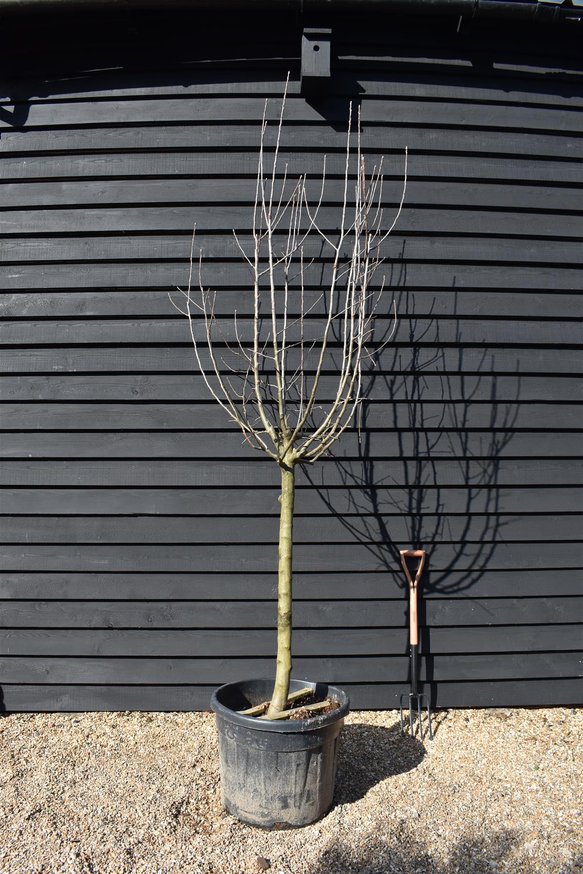 Apple tree 'Golden Delicious' | Malus Domestica - Girth 16-18cm - Height 275cm - 70lt