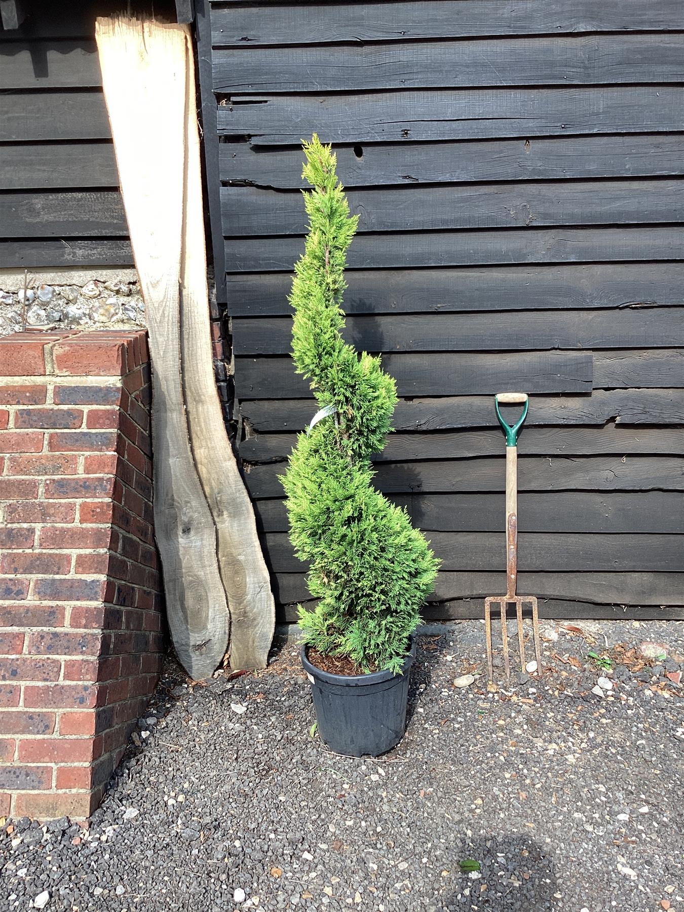 Cuprocyparis leylandii 'Gold Rider' - Spiral - 110-120cm, 25lt