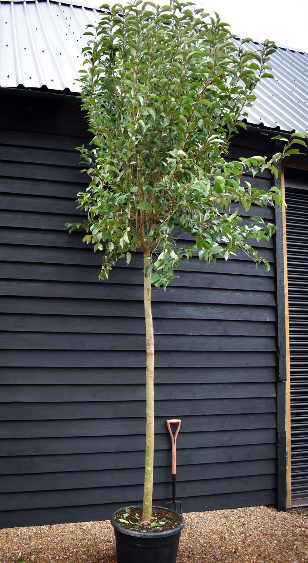 Ligustrum japonicum Standard | Japanese Privet Tree - Clear Stem 180cm - Girth 18-20cms - Height 380-400cm - 90lt