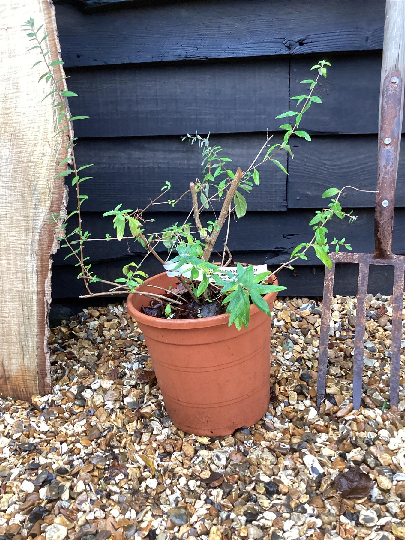 Buddleja Butterfly Bush Uniquie - 40-60cm, 10lt