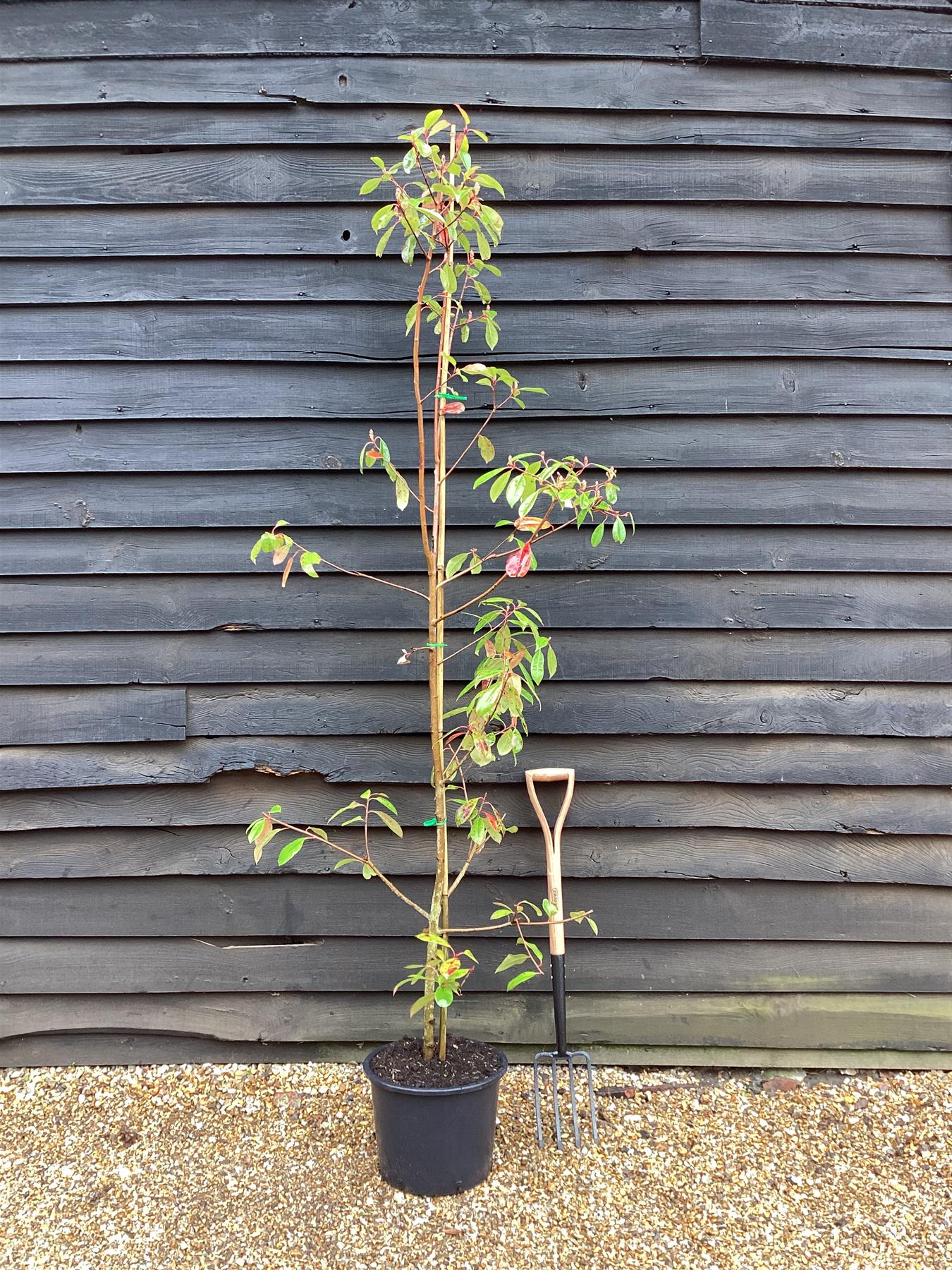 Photinia x fraseri Red Robin - Tree - 200 - 220cm - 20lt