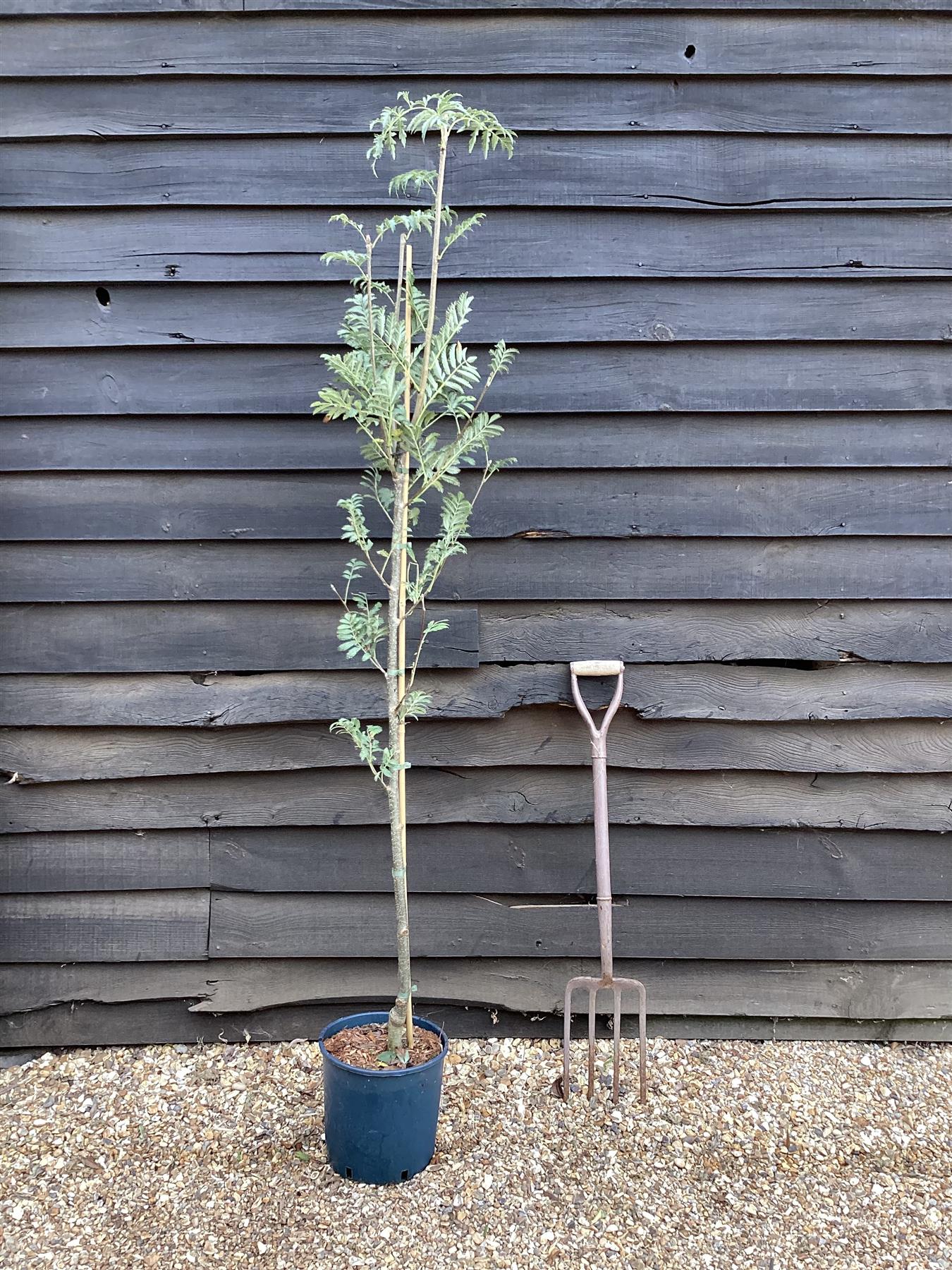 Sorbus aucuparia Asplenifolia | Rowan | Mountain Ash - 160-180cm - 12lt