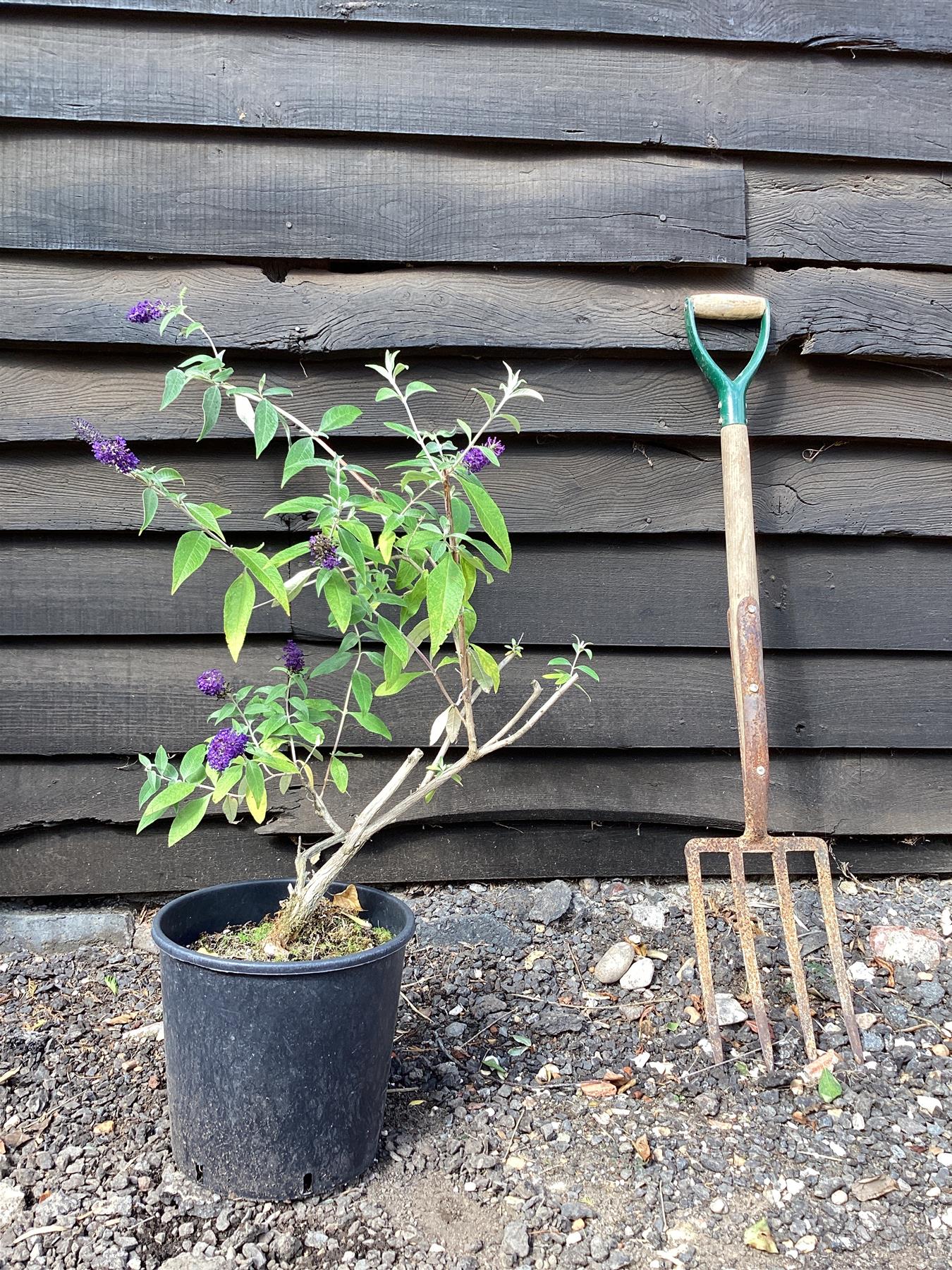 Buddleja Adam's Blue - 40/60cm, 10lt