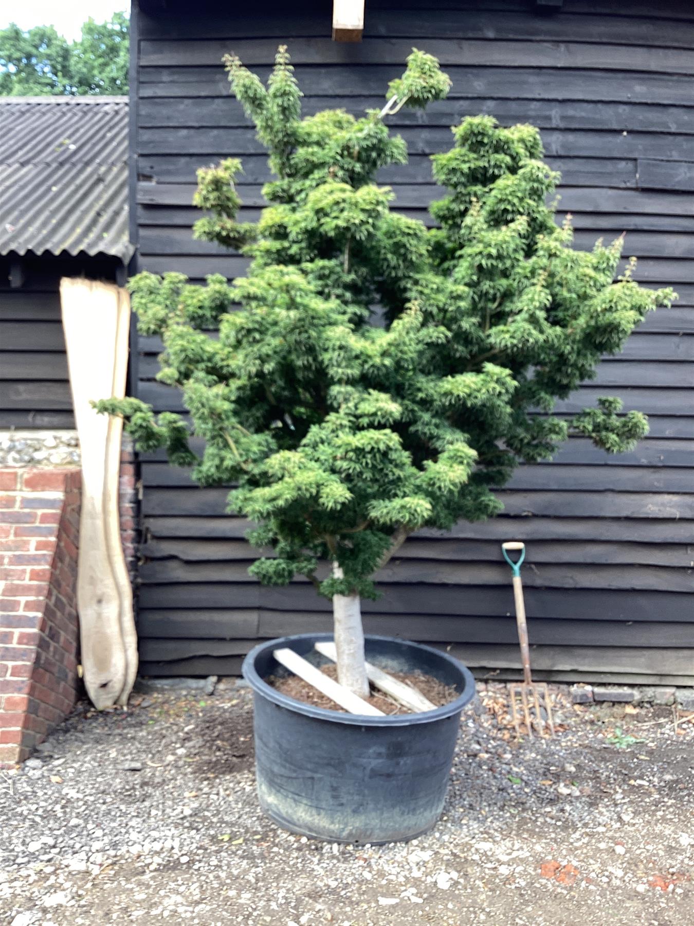 Acer palmatum 'Crispifolium' - Unique (Shishi Gashira Maple) - 200-250cm, 285lt