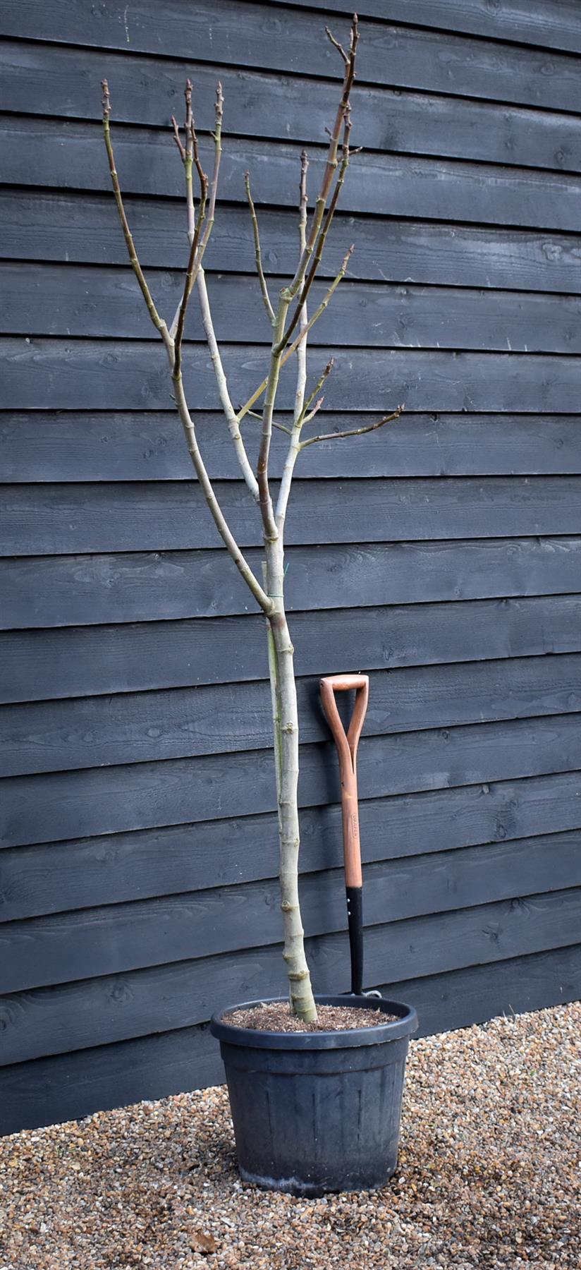 Fig - Ficus carica 'Brogiotto Bianco' - Half Standard - Height 180-200cm - 35lt