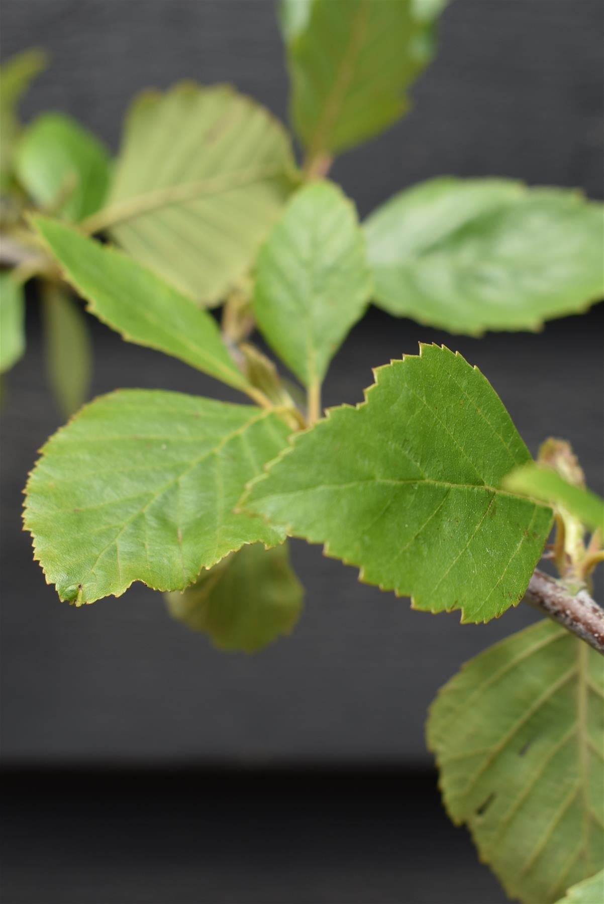 Betula Nigra "Heritage"  - River Birch| Black Birch Cully - Height - 200-250cm - 20lt