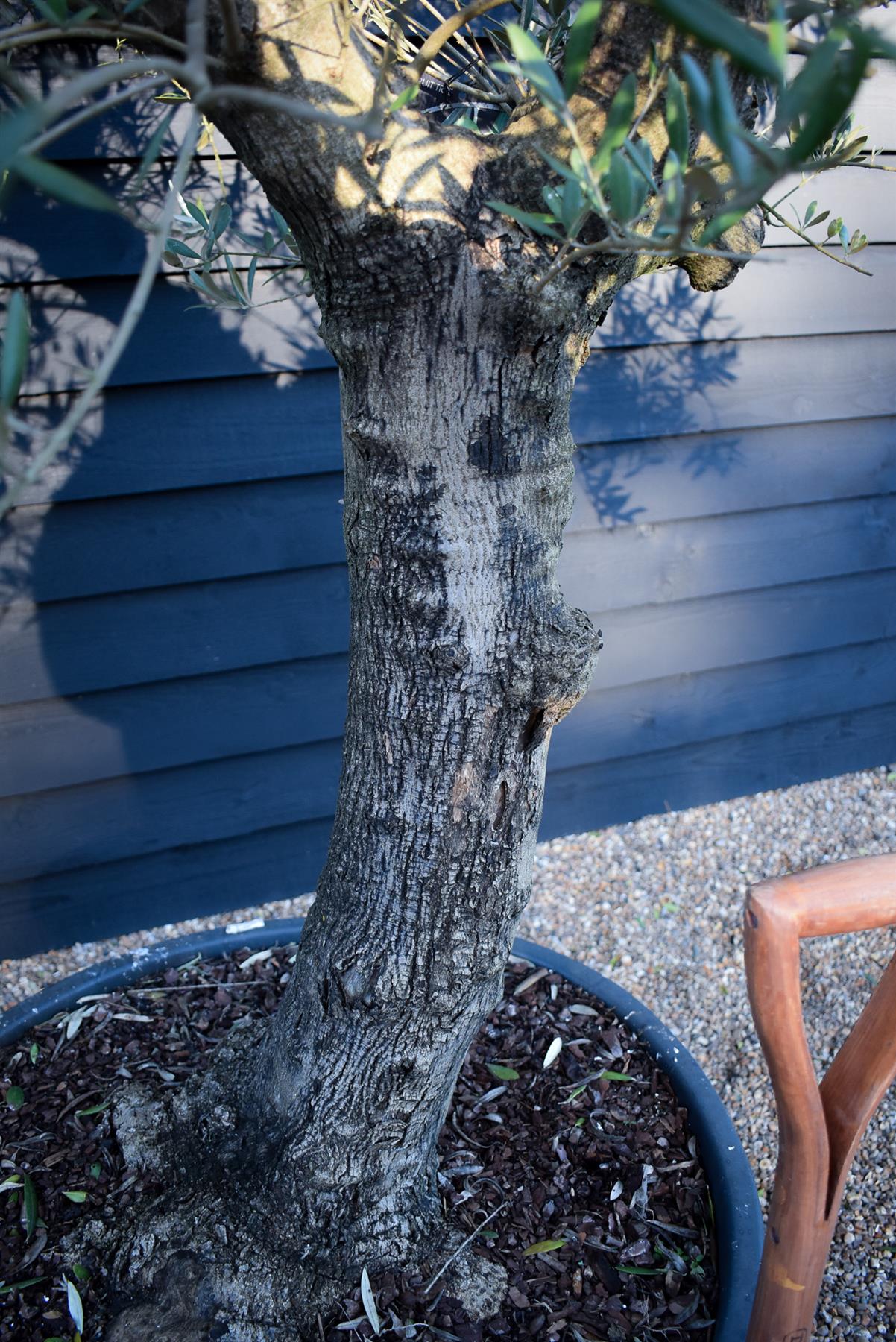 Olive Tree |  Olea Europea- Specimen - Straight double stem - Trunk height 80cm - Height 220-250cm - Girth 45cm - 160lt