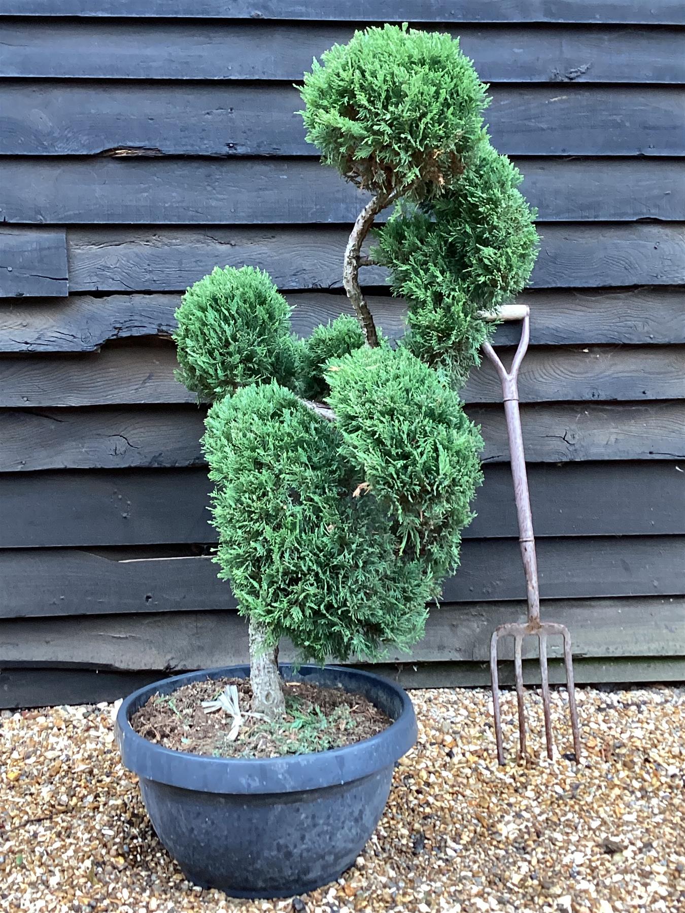 Juniperus Communis Prostrata |  Bonsai - 120cm - 40lt