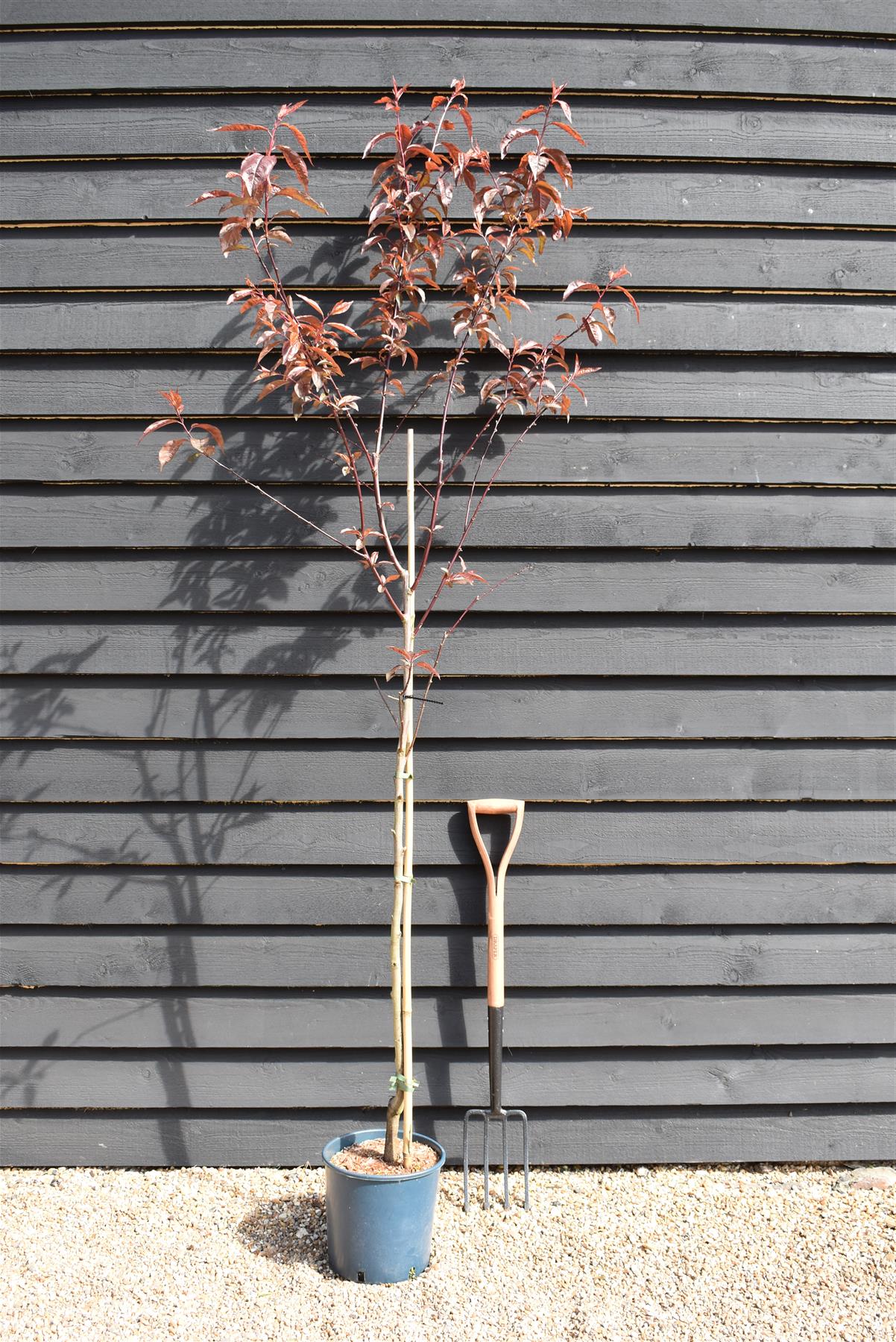 Prunus Nerasifera Pissardii Nigra | Black Cherry Plum - 250-280cm, 10lt