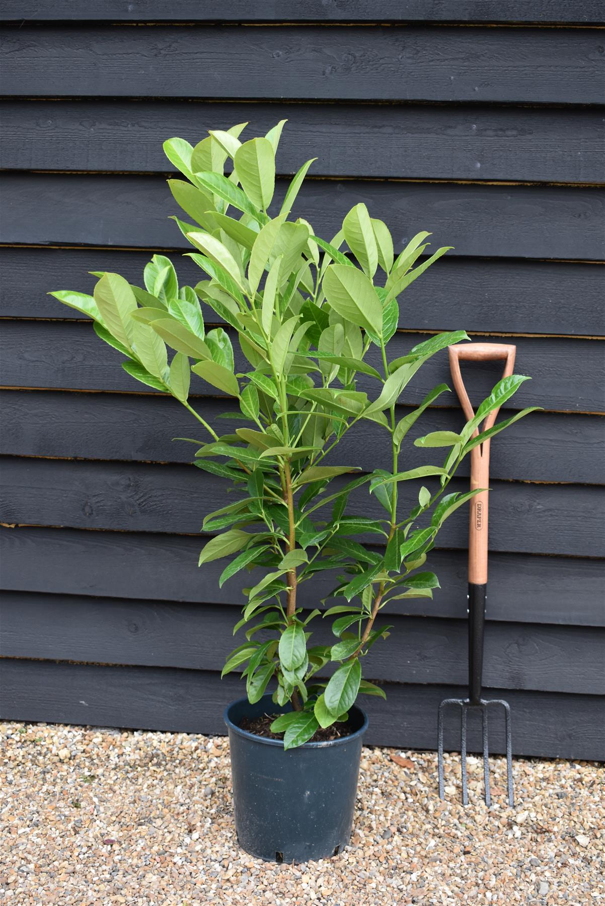 Cherry Laurel | Prunus Laurocerasus Rotundifolia - 80-90cm - Pot Grown - 12lt