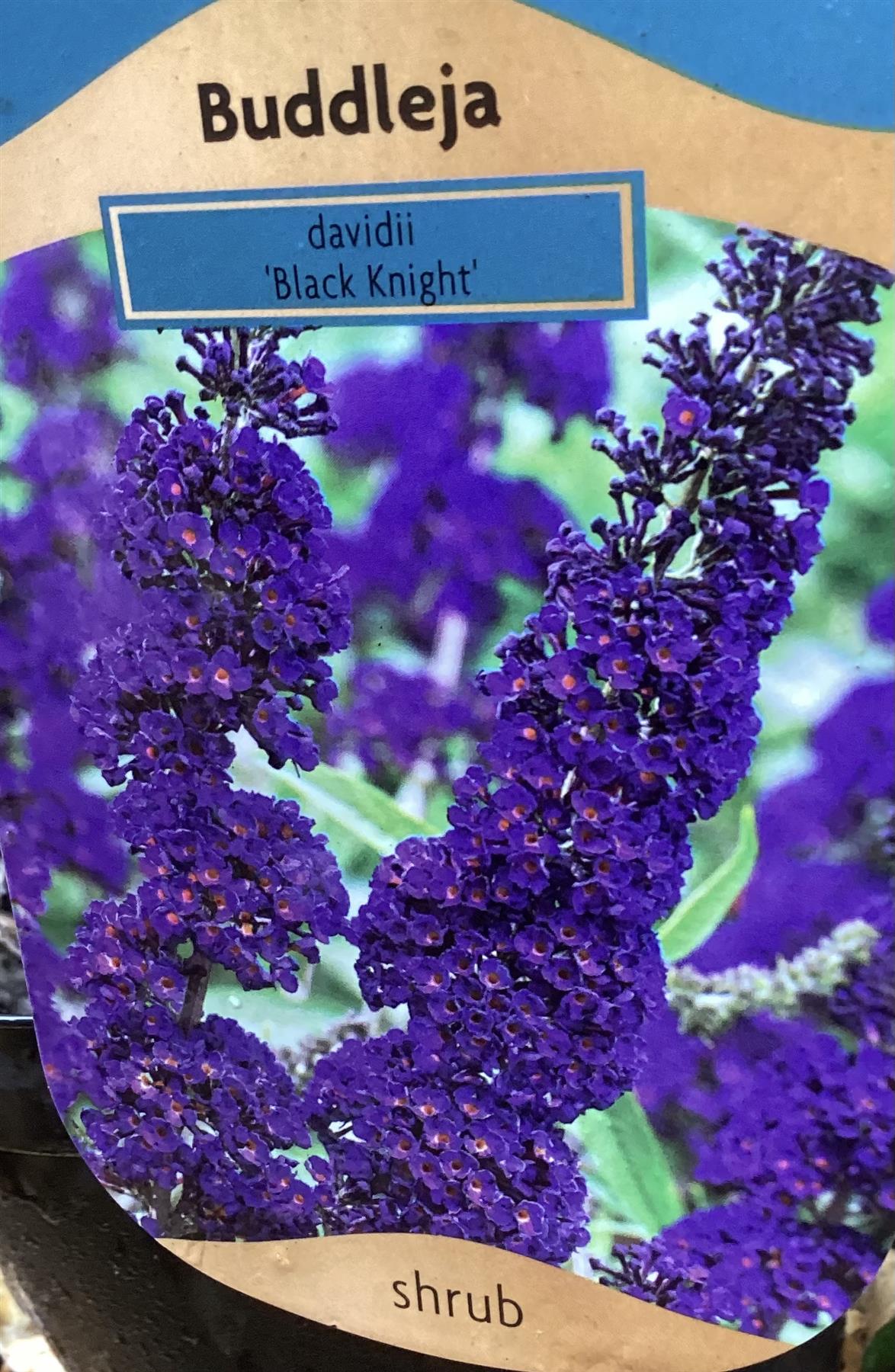 Buddleja davidii 'Black Knight' - 10-30cm, 2lt